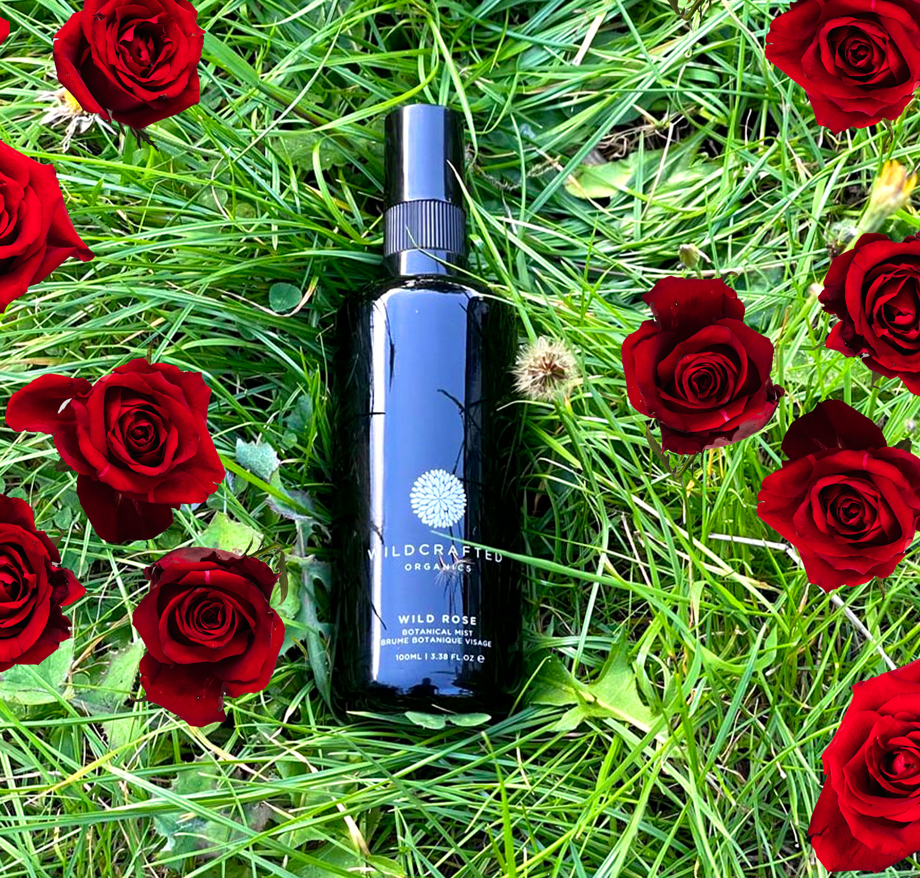 wildcrafted organics wild rose mist