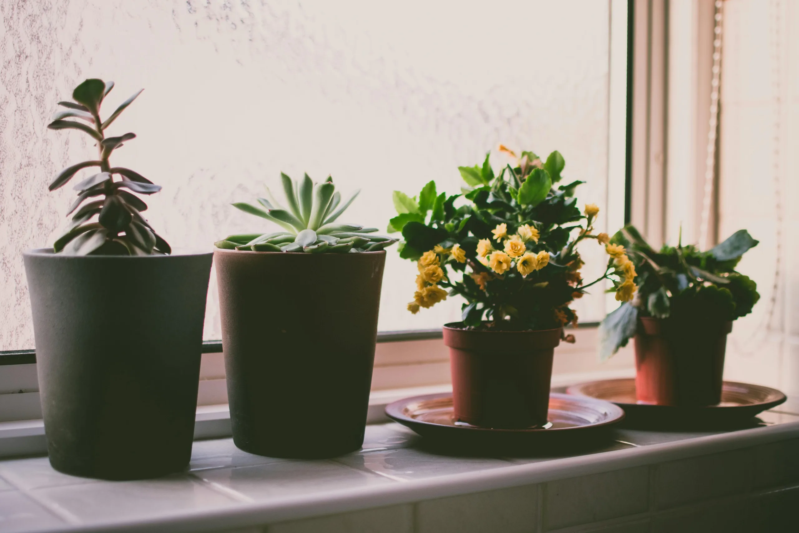 houseplants that support wellbeing