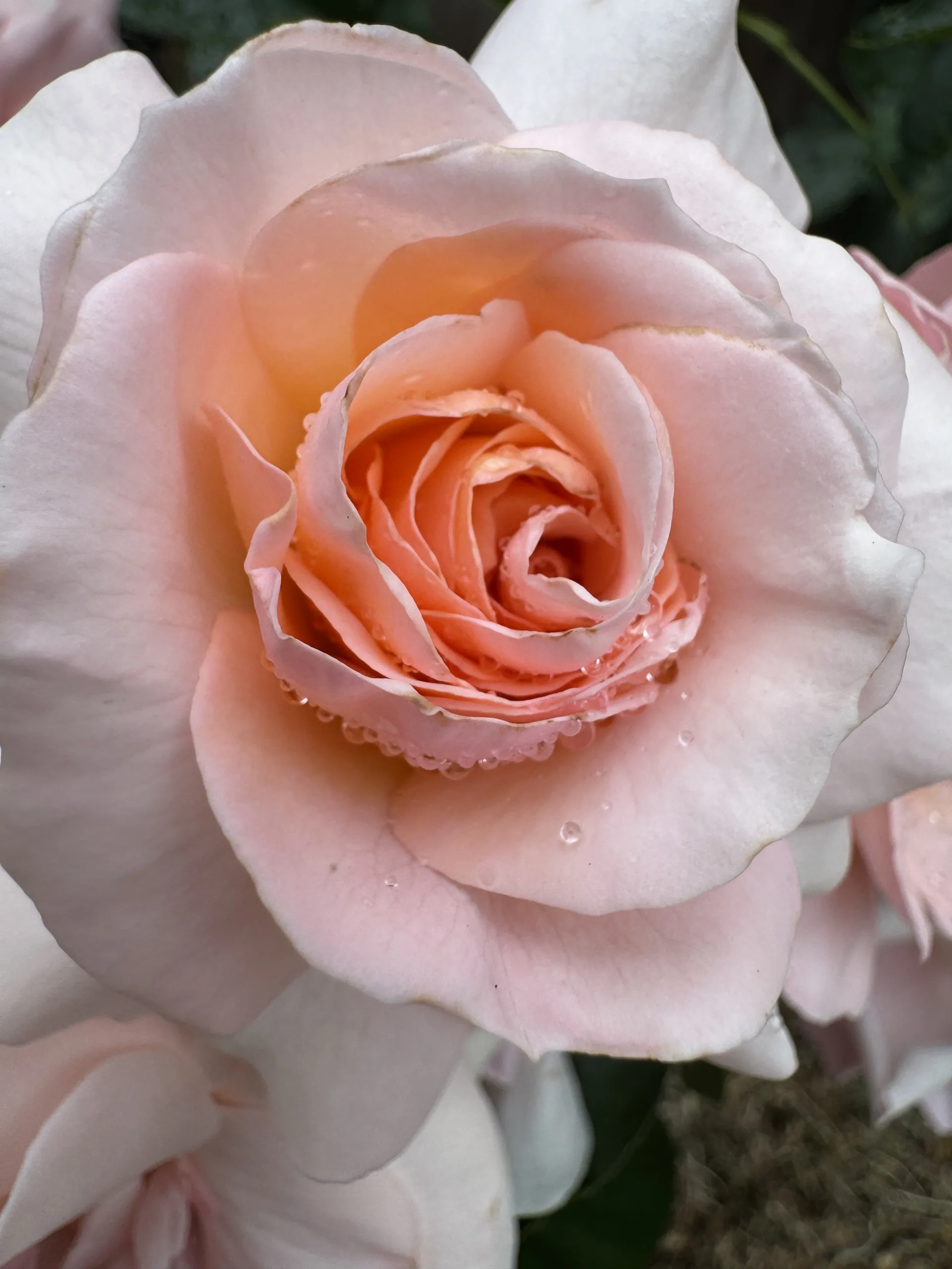 This is your season to bloom!