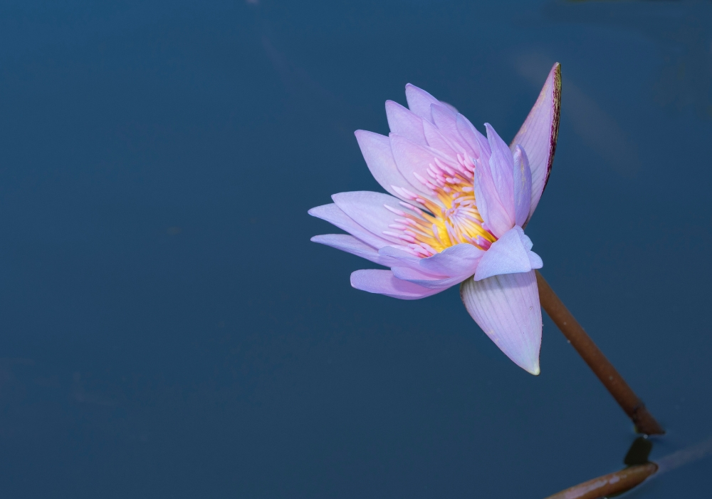 world meditation day